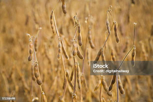 Soja Foto de stock y más banco de imágenes de Agricultura - Agricultura, Alimento, Amarillo - Color