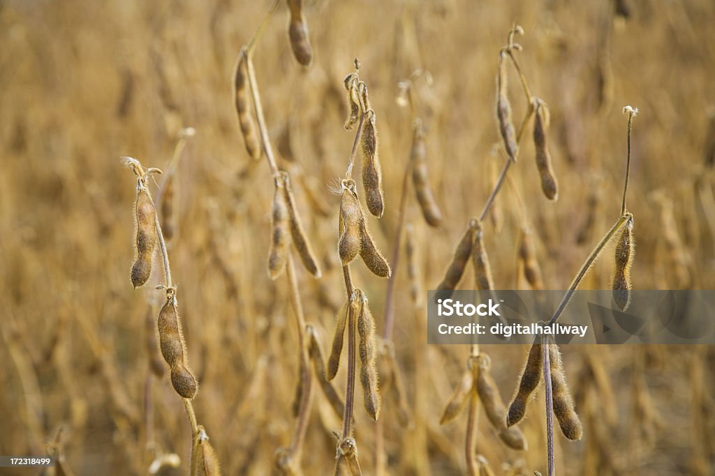 soia - Foto stock royalty-free di Agricoltura