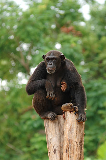 Chimpanzee stock photo