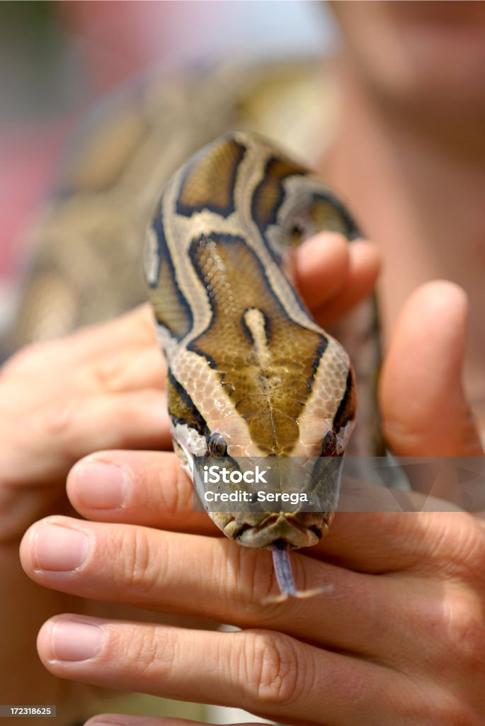 Serpiente - Foto de stock de Animal libre de derechos