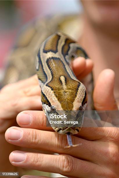 Serpiente Foto de stock y más banco de imágenes de Animal - Animal, Boa constrictora, Día