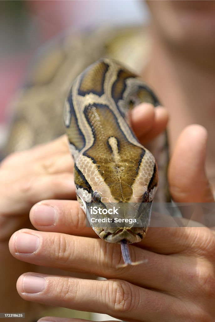 Cobra - Foto de stock de Animal royalty-free