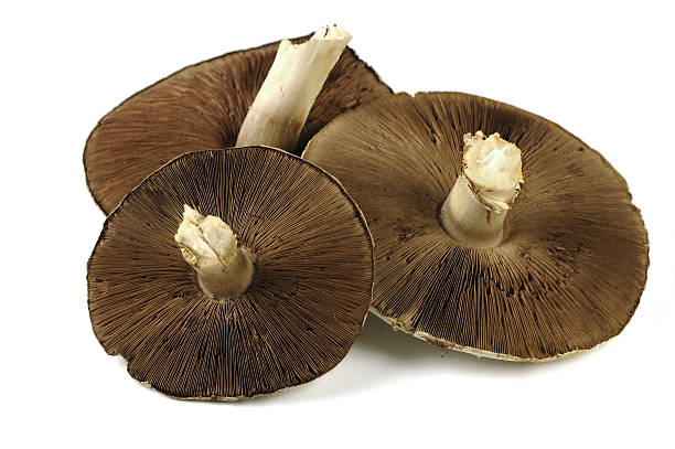 istock Fresh field mushrooms 172318684