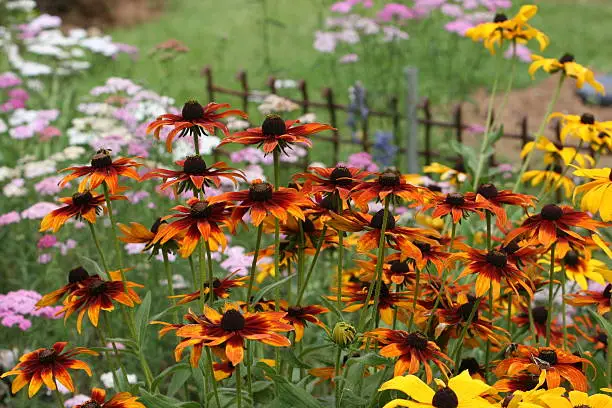 See if you can spot the grasshopper and two honey bees hiding on the Rudbeckia.
