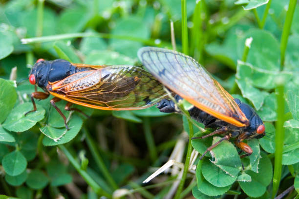 istock mating seventeen year cicadas 172318777