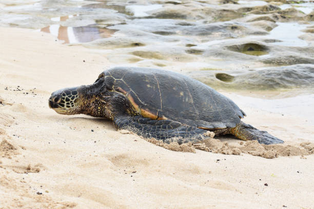 majestuosa tortuga marina verde hawaiana que llega a tierra en la playa de northshore, oahu, hawái, a principios de septiembre - hanauma bay hawaii islands oahu bay fotografías e imágenes de stock