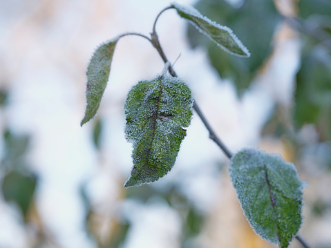 Danish nature in wintertime - dressed in frost and snow