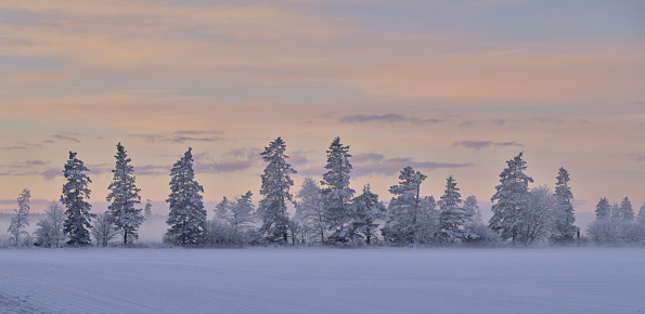 Danish nature in late wintertime.