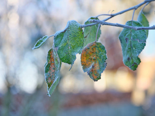 Danish nature in wintertime - dressed in frost and snow