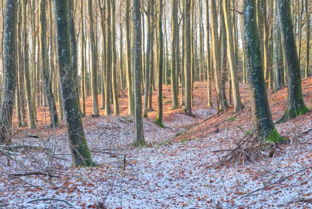 Danish nature in wintertime - dressed in frost and snow