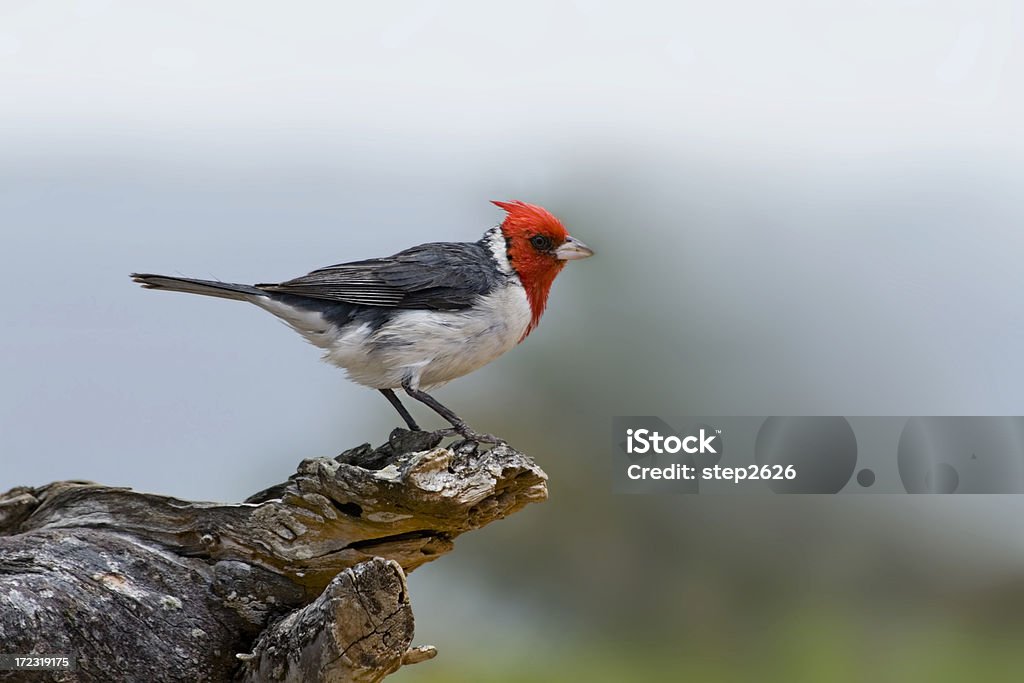 Cardinale ciuffo rosso - Foto stock royalty-free di Animale