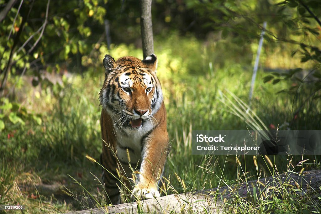 Rondar Tigre - Foto de stock de Tigre royalty-free