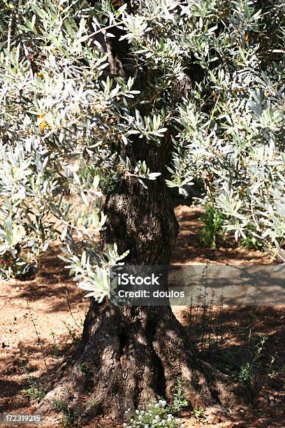 Jardín De Gethsemane Foto de stock y más banco de imágenes de Conceptos - Conceptos, Fotografía - Imágenes, Israel