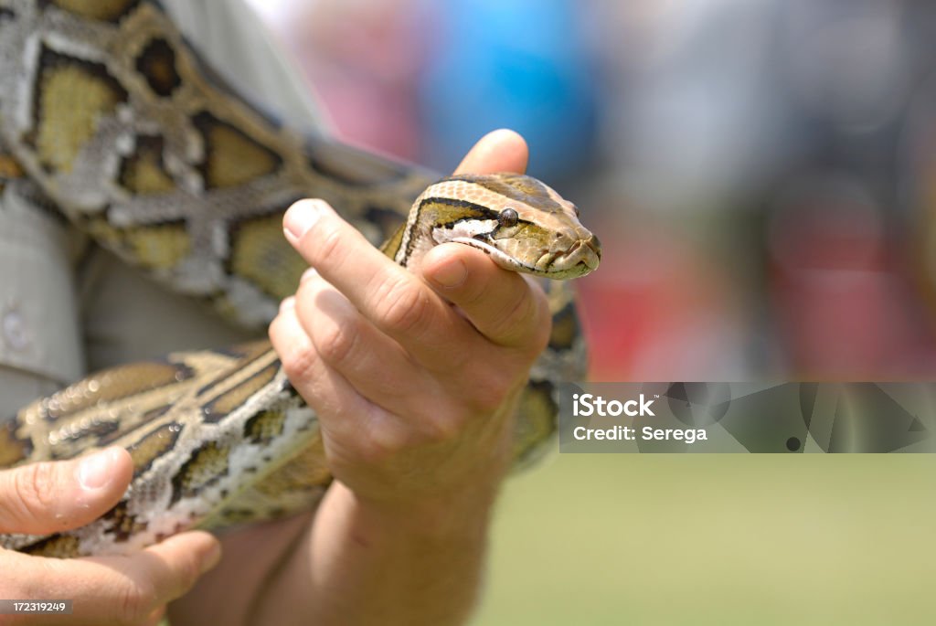 Snake - Lizenzfrei Schlange - Kriechtier Stock-Foto