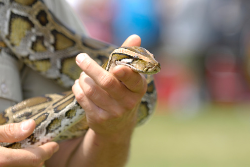 Python in a human hands.