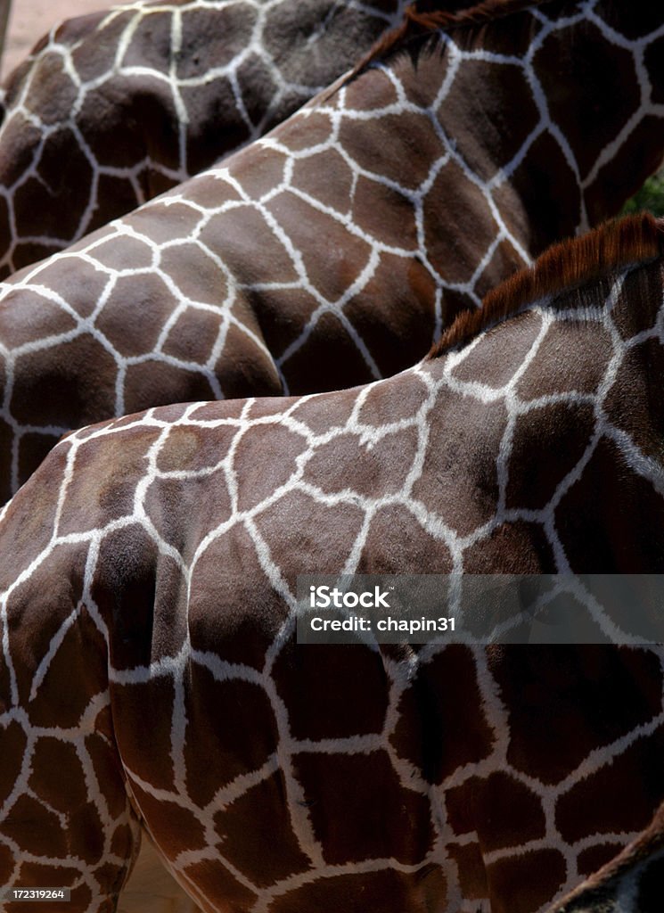 Girafe dos - Photo de Abstrait libre de droits