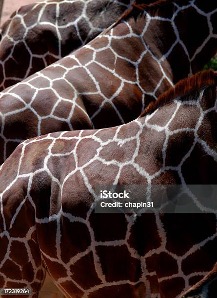 Photo libre de droit de Girafe Dos banque d'images et plus d'images libres de droit de Abstrait - Abstrait, Afrique, Animaux de safari