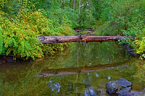 reflection of a log draped over a river, at the base of Multnomah Falls, OR