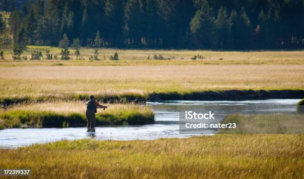 Noite Mosca De Pesca - Fotografias de stock e mais imagens de Rio Yellowstone - Rio Yellowstone, Pesca, Atleta