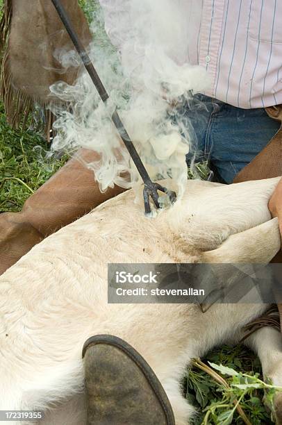 Foto de Cowboy e mais fotos de stock de Agricultura - Agricultura, Animal, Animal de Fazenda