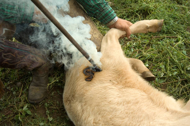 Cowboy Cowboy branding a calf New Mexico ranchPlease view other related images of mine livestock branding stock pictures, royalty-free photos & images