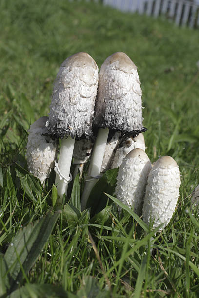 istock Community of mushrooms Coprinus comatus 172319465