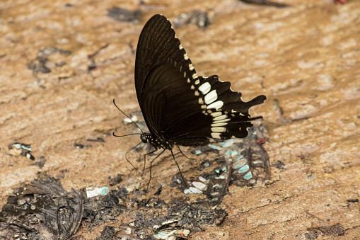 Papilio polytes romulus is ground-dwelling. Inhabits rainforests, sparse forests, orchards.