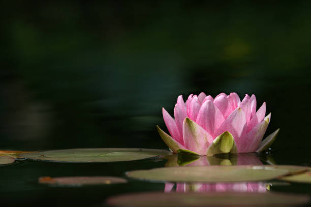 istock Pink Water Lily close-up with copy space 172319632