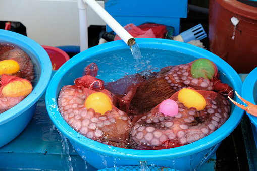 octopus (korea fish market)