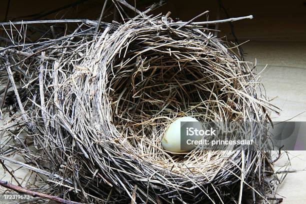 Foto de Bird Ninho De e mais fotos de stock de Animal - Animal, Antigo, Família animal