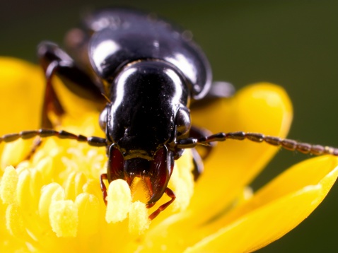 Ground beetle on buttercup flower