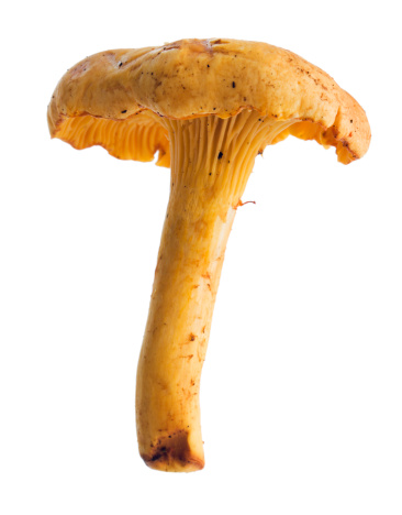 Subject: A Chanterelle Mushroom isolated on a white background