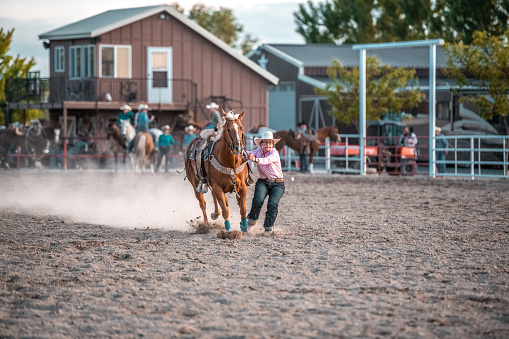 Cowgirls  riding a horse and steer roping in rodeo arena in Utah, USA.