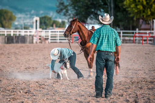 Cowgirls  riding a horse and steer roping in rodeo arena in Utah, USA.