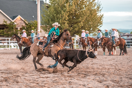 Cowboys and cowgirls are steer roping and riding a horse in rodeo arena in Utah, USA.