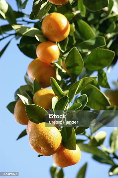 Florida Citrus Orange Tree Stock Photo - Download Image Now - Florida - US State, Orange - Fruit, Vertical