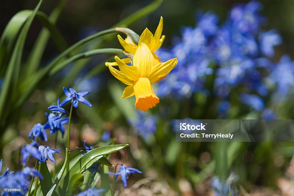 HDR Daffodils primavera - Foto stock royalty-free di Aiuola