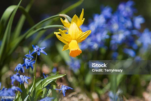 Hdr Daffodils Primavera - Fotografie stock e altre immagini di Aiuola - Aiuola, Blu, Campanula - Liliacee