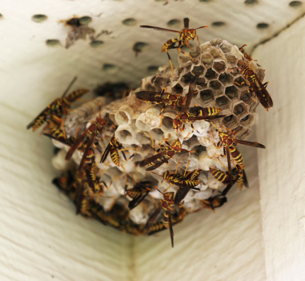 Wasps crawling all over their nest