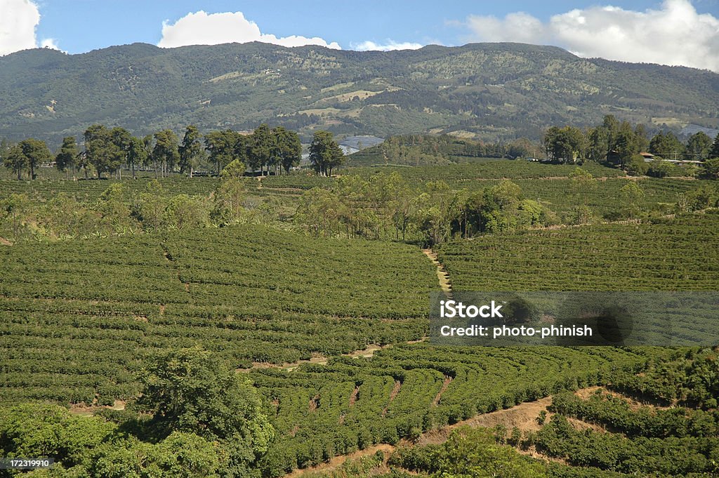 Patrones de plantación de café - Foto de stock de Café - Cultivo libre de derechos