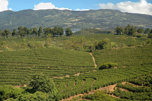 Plantação de café padrões - foto de acervo