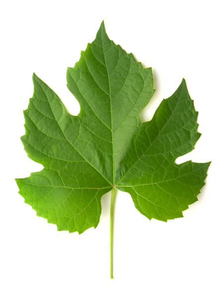 виноградный лист изолированные на белом фоне с вырезами - grape leaf стоковые фото и изображения