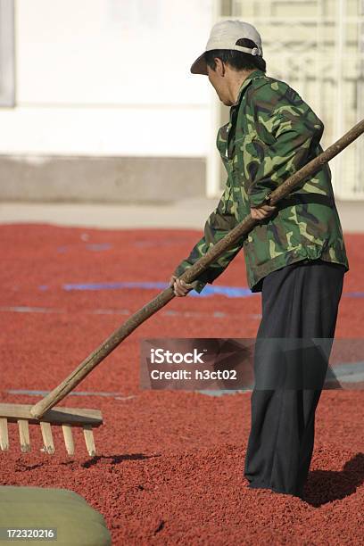 Photo libre de droit de Lyciet De Barbarie Séchage Rapide banque d'images et plus d'images libres de droit de Agriculture - Agriculture, Aliment, Aliment séché