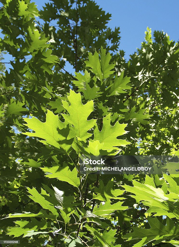 Nature Trip Spring leaves on tree. Backgrounds Stock Photo