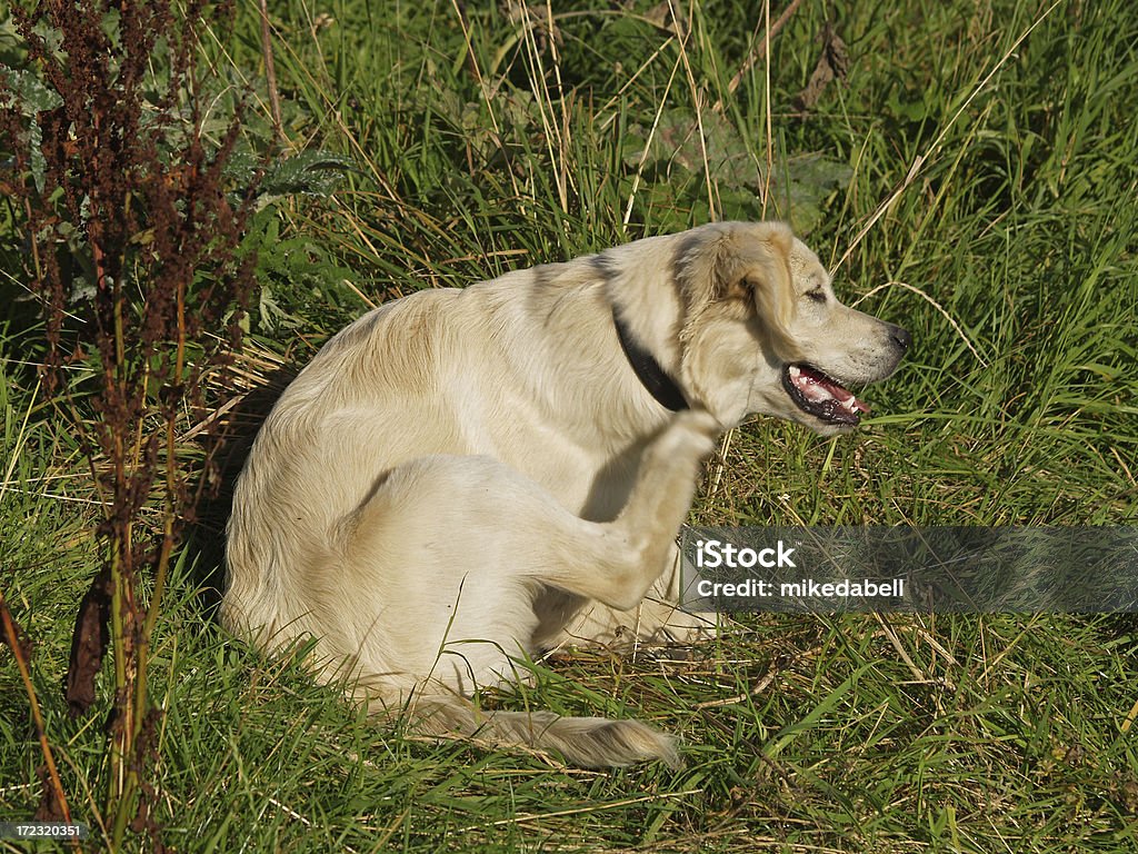 Gute Grund - Lizenzfrei Hund Stock-Foto