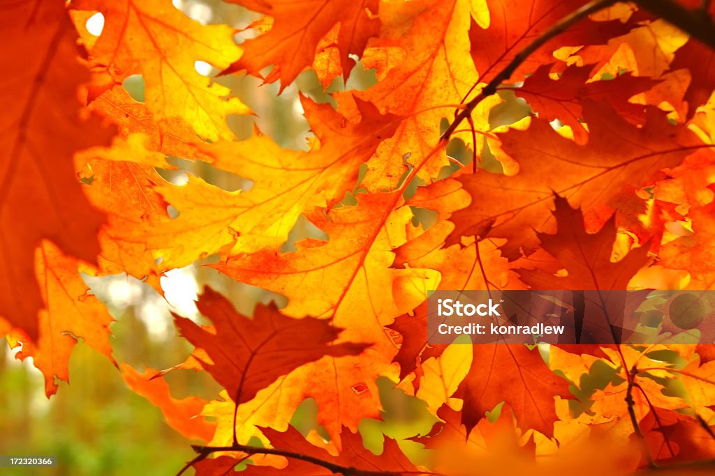 Autumn leaves Fall leaves against the blue sky. file_thumbview_approve/26852518/2/i.jpg Leaf Stock Photo
