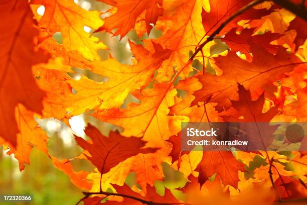 Autumn Leaves Stock Photo - Download Image Now - Leaf, Autumn, Macrophotography