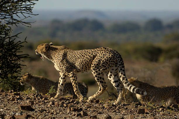 tre passi cheetahs - mashatu game reserve foto e immagini stock