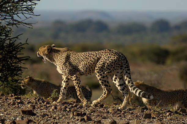 три ходьба cheetahs - mashatu game reserve стоковые фото и изображения
