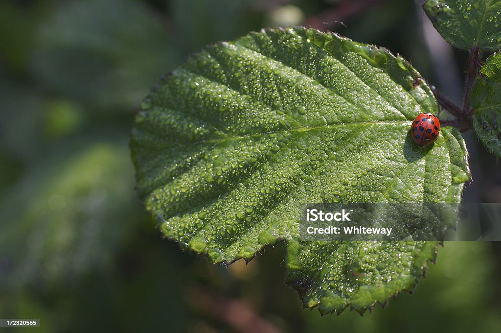 Invasão da ladybirds-arlequim - Royalty-free Animal Foto de stock